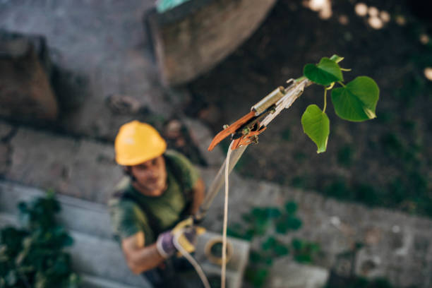 Why Choose Our Tree Removal Services in Roanoke, TX?