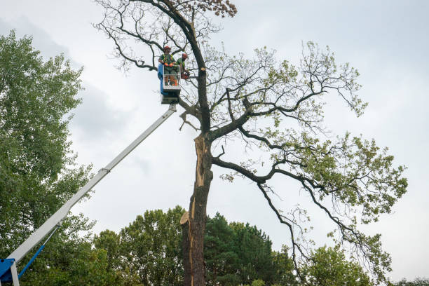 Reliable Roanoke, TX  Tree Services Solutions